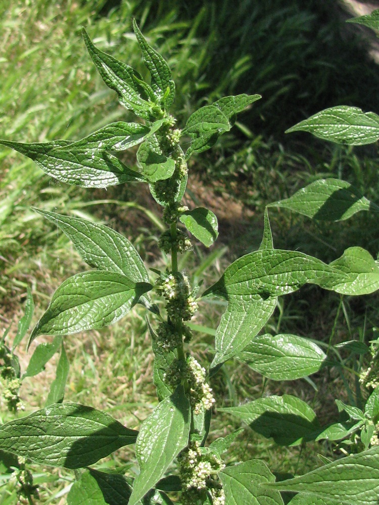 Изображение особи Parietaria officinalis.