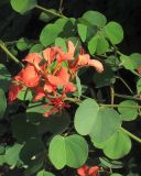 Bauhinia galpinii
