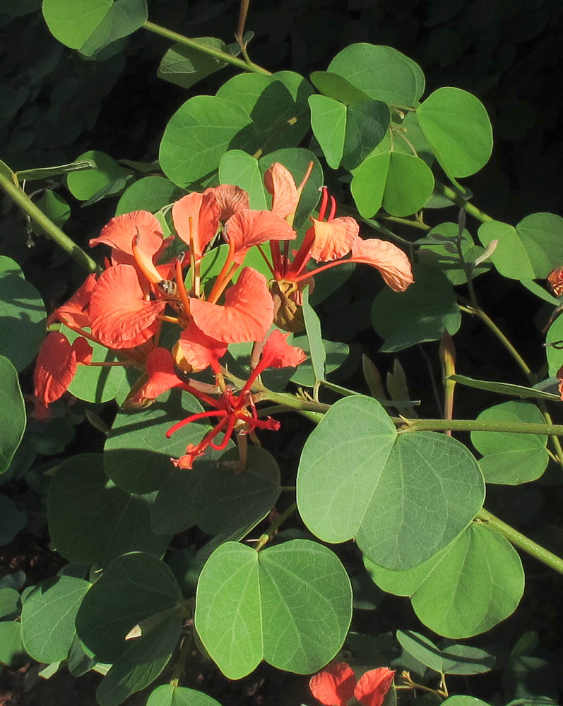 Image of Bauhinia galpinii specimen.