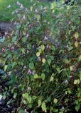 Impatiens balfourii