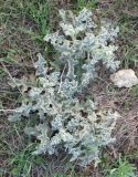 род Verbascum. Вегетирующее растение. Израиль, Северный Негев, лес Лаав. 08.02.2013.