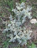 genus Verbascum. Вегетирующее растение. Израиль, Северный Негев, лес Лаав. 08.02.2013.