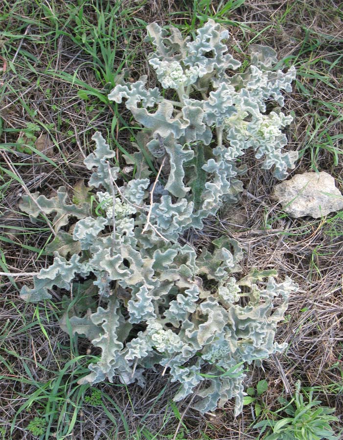 Изображение особи род Verbascum.