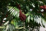 Rhus typhina