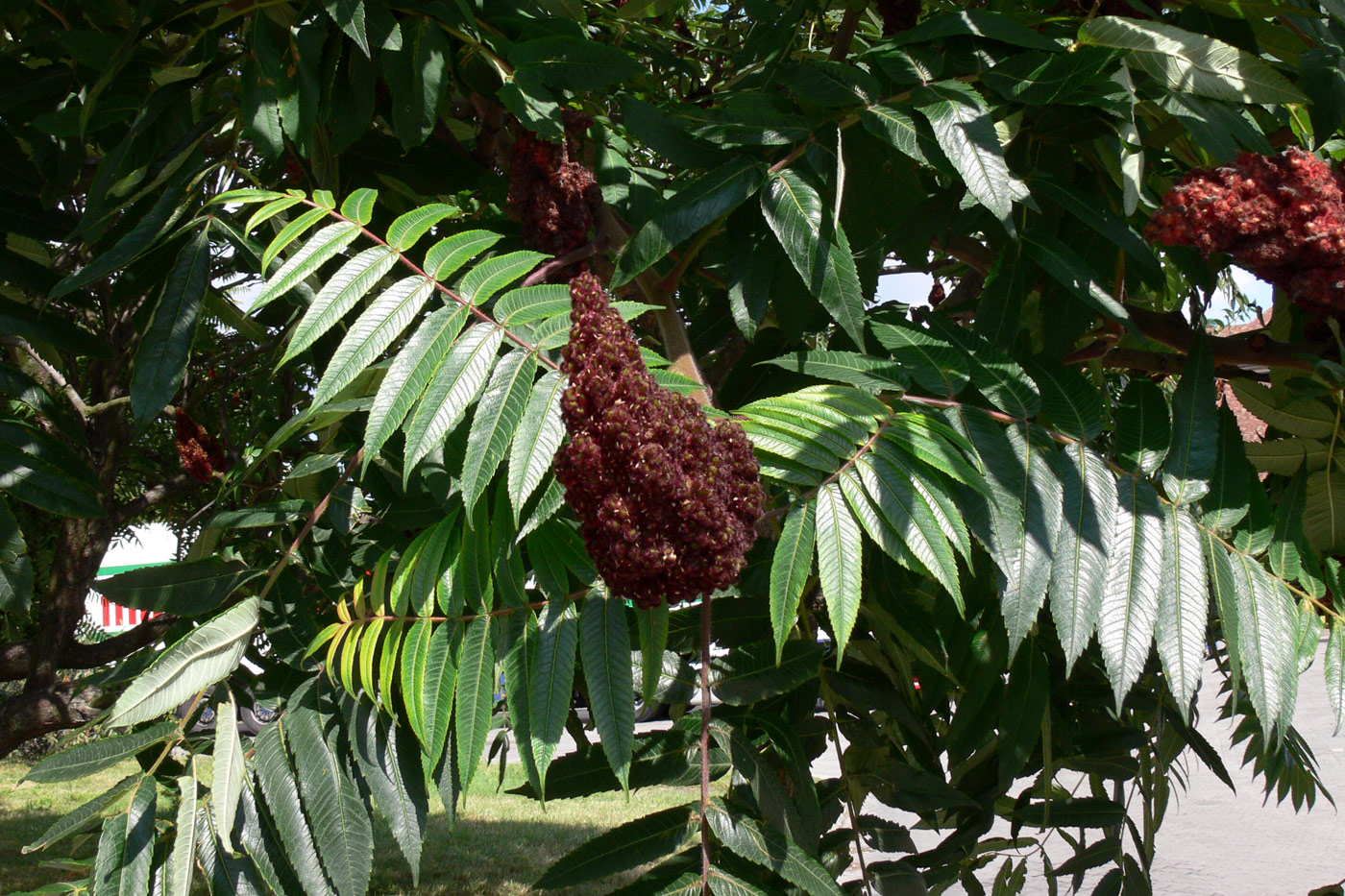 Изображение особи Rhus typhina.