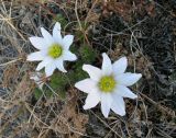 Pulsatilla sukaczewii