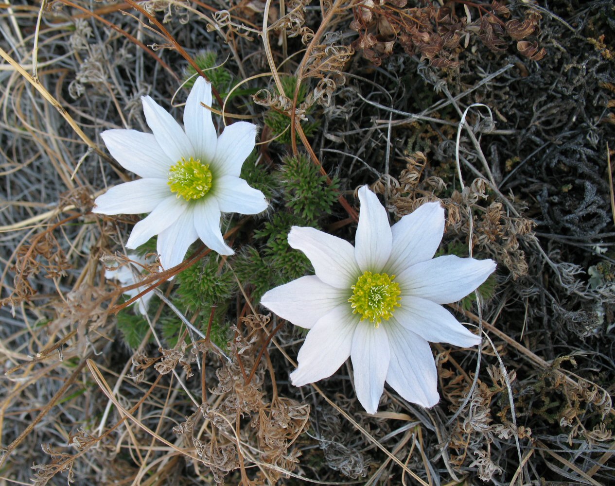 Image of Pulsatilla sukaczewii specimen.