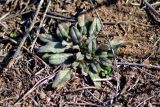 Buglossoides rochelii