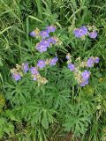 Geranium pratense. Цветущее растение на разнотравном пойменном лугу. Ленинградская обл., Лужский р-н, окр. дер. Кемка. Июнь.