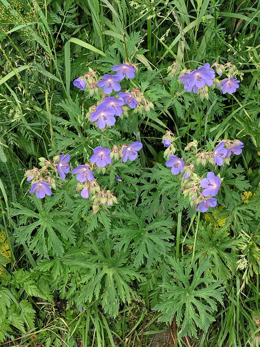 Изображение особи Geranium pratense.