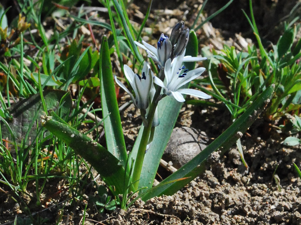 Изображение особи Scilla puschkinioides.