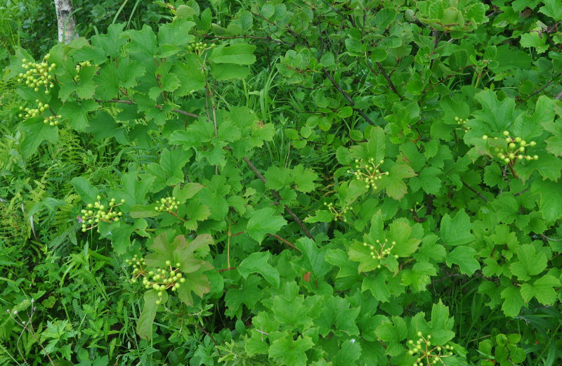 Image of Viburnum sargentii specimen.