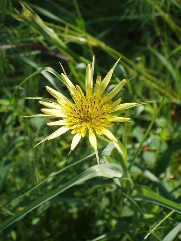 Image of Tragopogon dubius specimen.