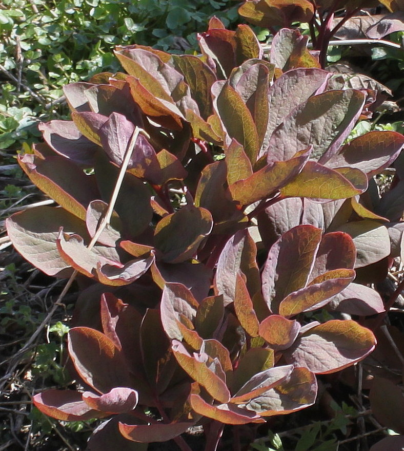 Image of Paeonia mlokosewitschii specimen.