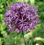 род Allium