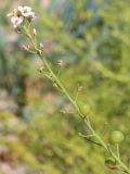 Crambe maritima. Соцветие с цветками и завязавшимися плодами. Ростовская обл., Неклиновский р-н, Новобессергеневское с/п, побережье Таганрогского зал. 29.05.2013.