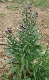 Cynoglossum officinale. Цветущее растение. Нагорный Карабах, Шаумянский р-н, ущелье р. Тартар. 09.05.2013.