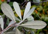 Pittosporum crassifolium
