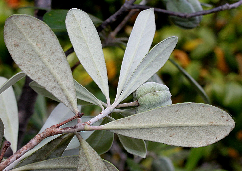 Изображение особи Pittosporum crassifolium.