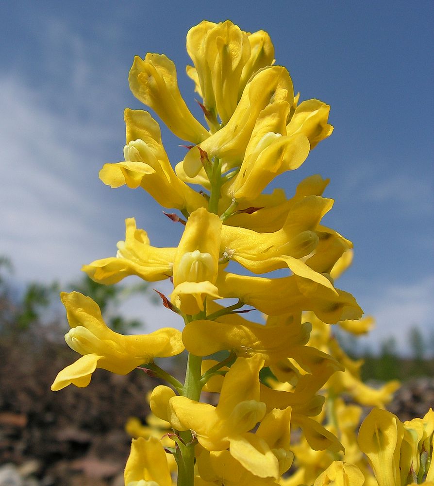 Image of Corydalis speciosa specimen.
