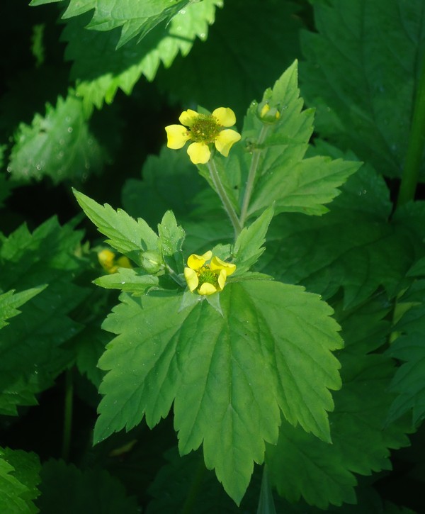 Изображение особи Geum fauriei.