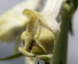 Aconitum orientale