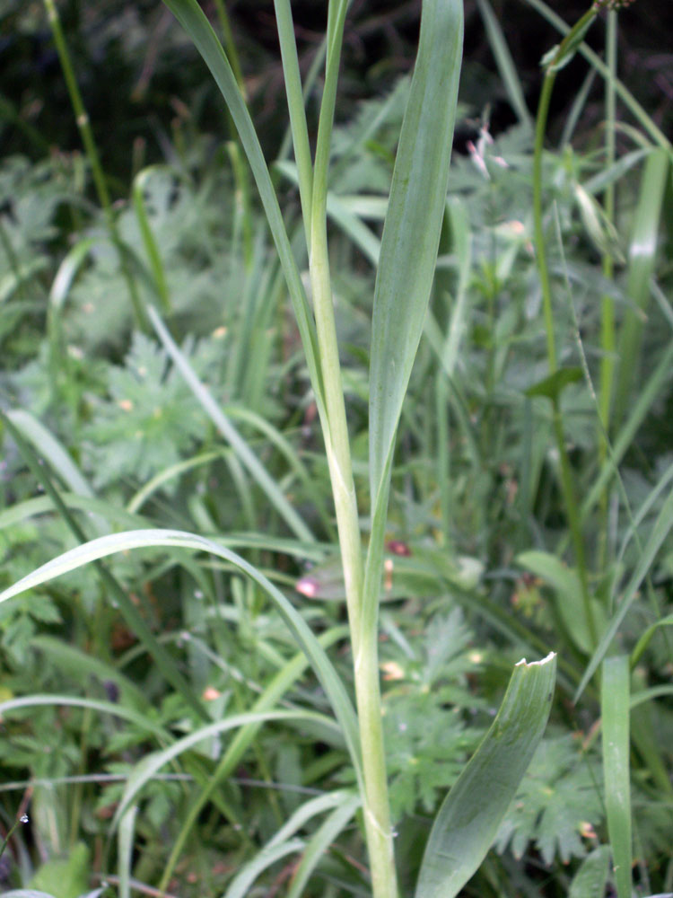 Изображение особи Allium amblyophyllum.