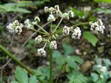 Sanicula europaea