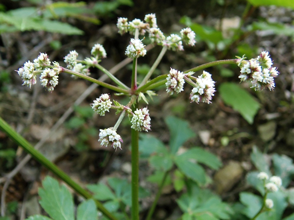 Image of Sanicula europaea specimen.