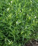 Galium triandrum