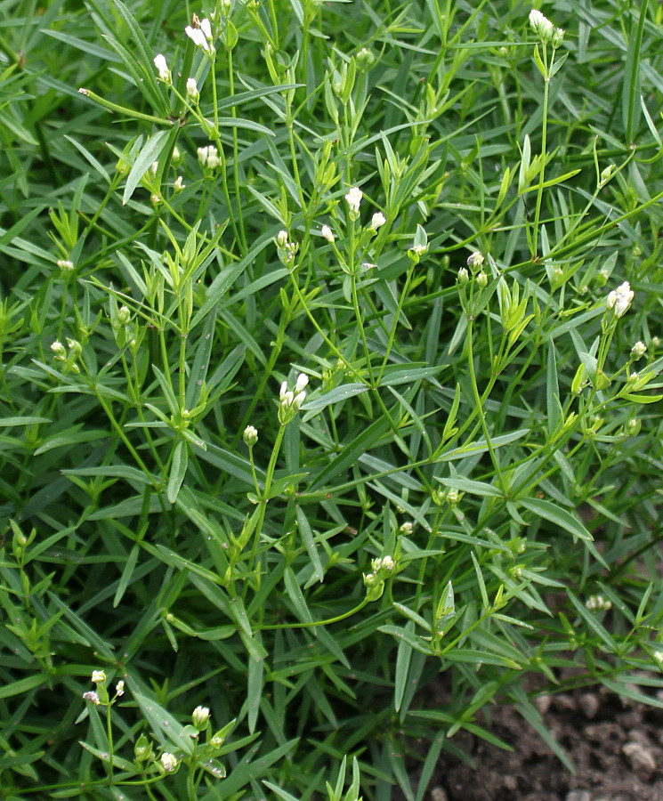 Image of Galium triandrum specimen.