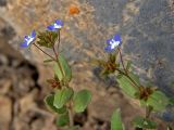 Veronica campylopoda