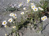 Chrysanthemum mongolicum