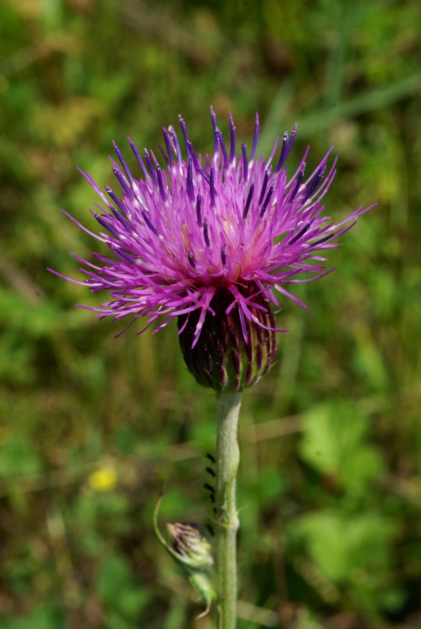 Image of Cirsium maackii specimen.