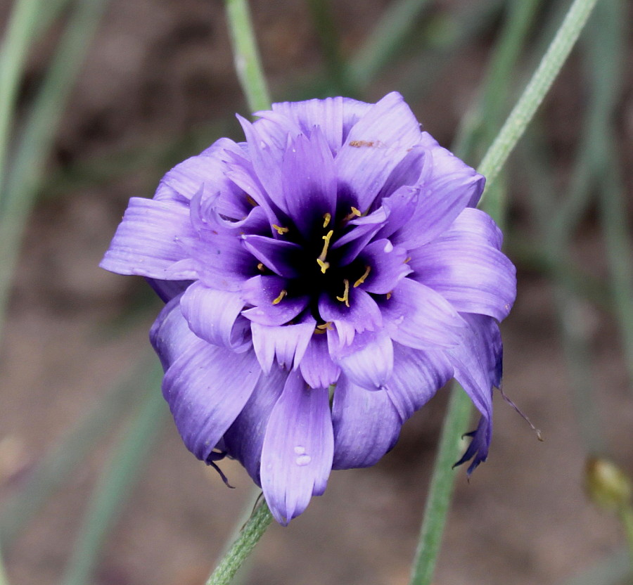 Изображение особи Catananche caerulea.