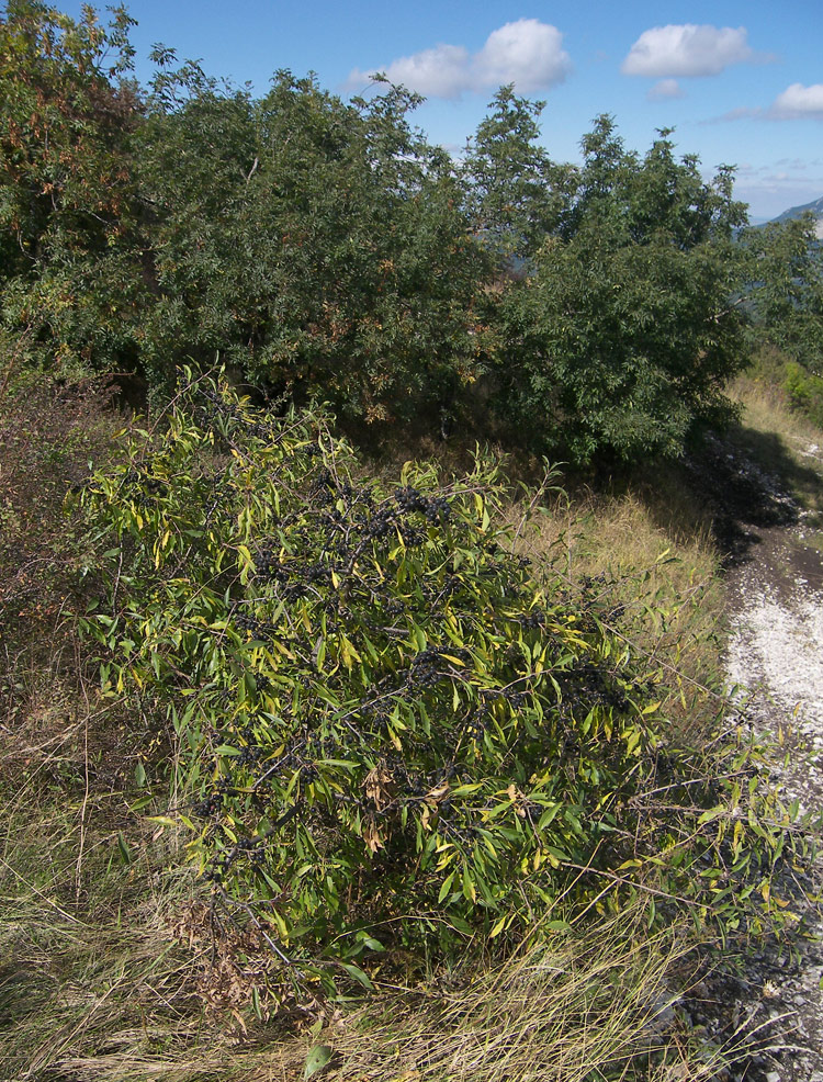 Изображение особи Rhamnus spathulifolia.