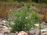 Epilobium villosum. Цветущее растение. Краснодарский край, Крымский р-н, окр. станицы Неберджаевская, р. Богого. 17.09.2013.