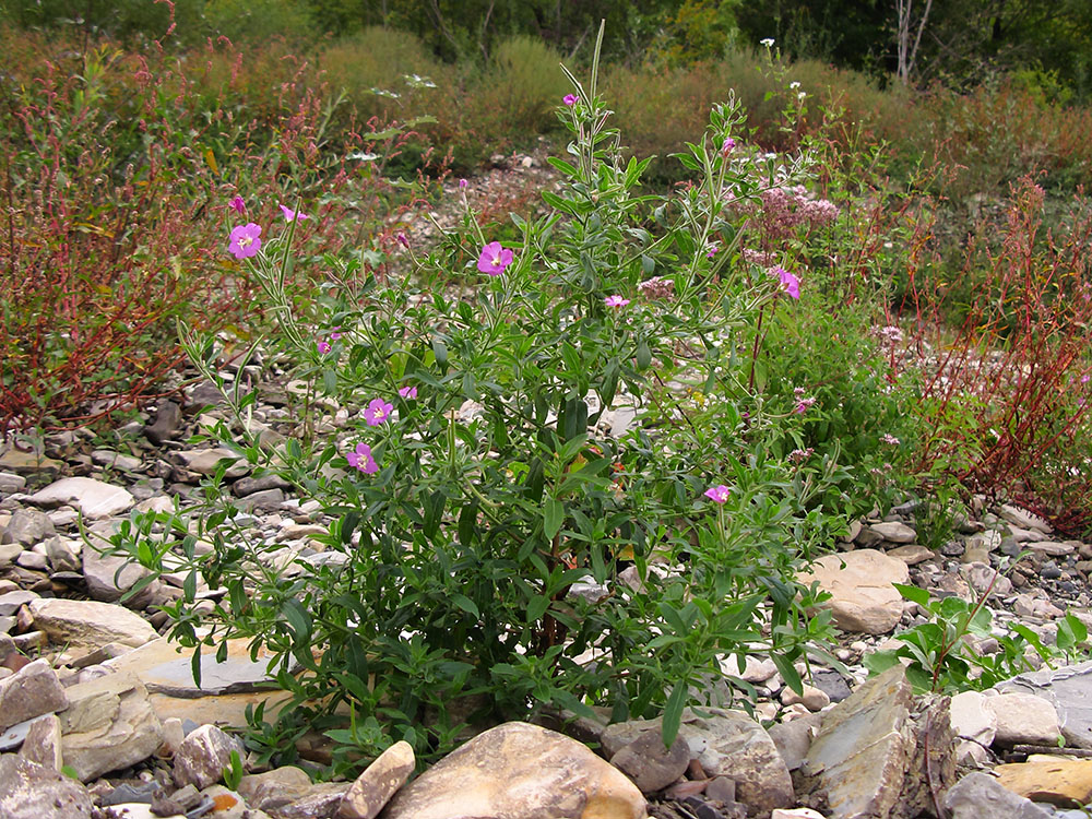 Image of Epilobium villosum specimen.