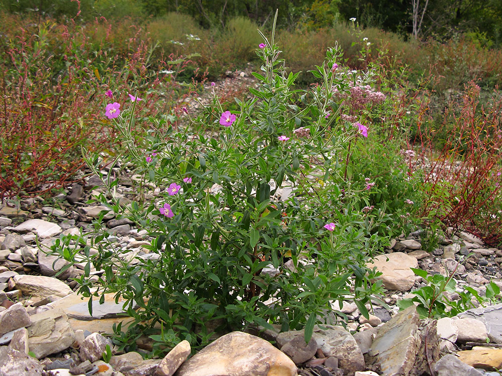 Изображение особи Epilobium villosum.