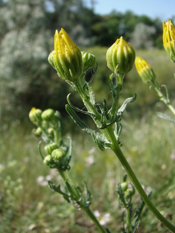 Image of Senecio jacobaea specimen.