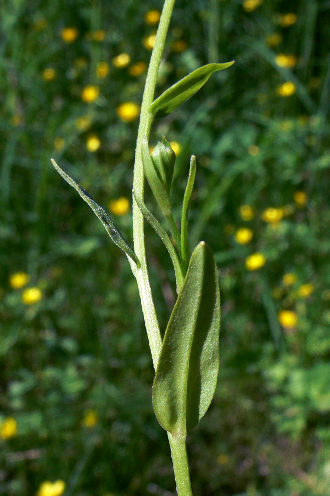 Image of Myosotis palustris specimen.