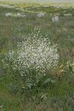 Crambe orientalis. Цветущее растение. Южный Казахстан, нижний Боролдай, лощина Акжар. 10.05.2013.