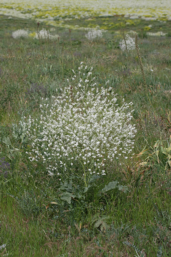 Изображение особи Crambe orientalis.