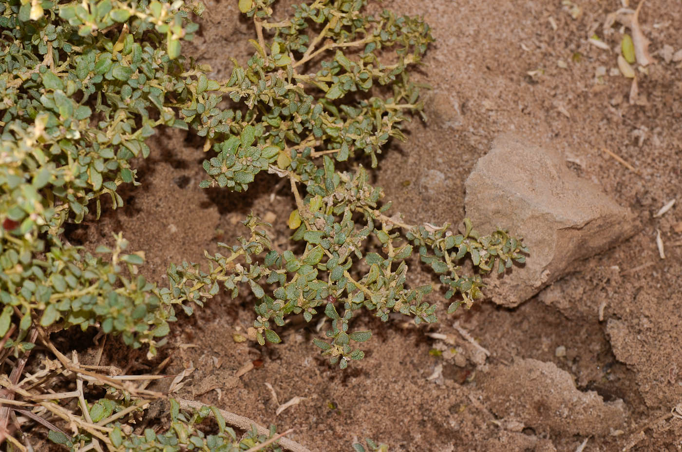 Image of Atriplex semibaccata specimen.