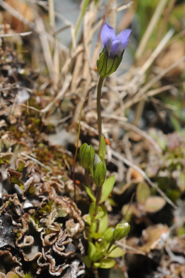 Изображение особи Gentianella azurea.