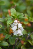 Vaccinium vitis-idaea