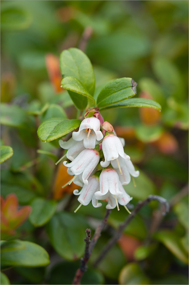 Изображение особи Vaccinium vitis-idaea.