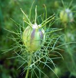 Nigella damascena. Незрелый плод. Крым, г. Керчь, клумба. Июнь 2010 г.