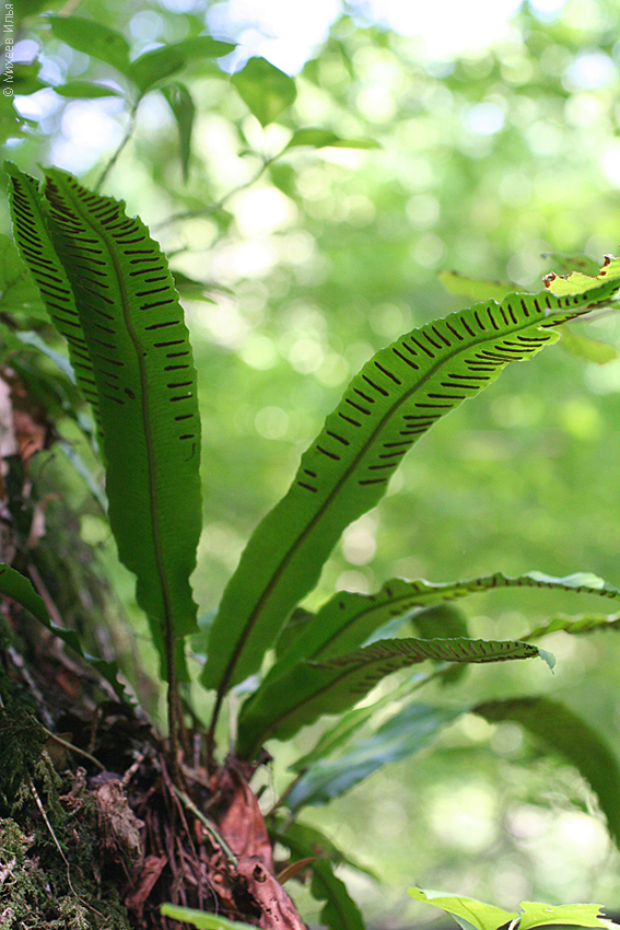 Изображение особи Phyllitis scolopendrium.