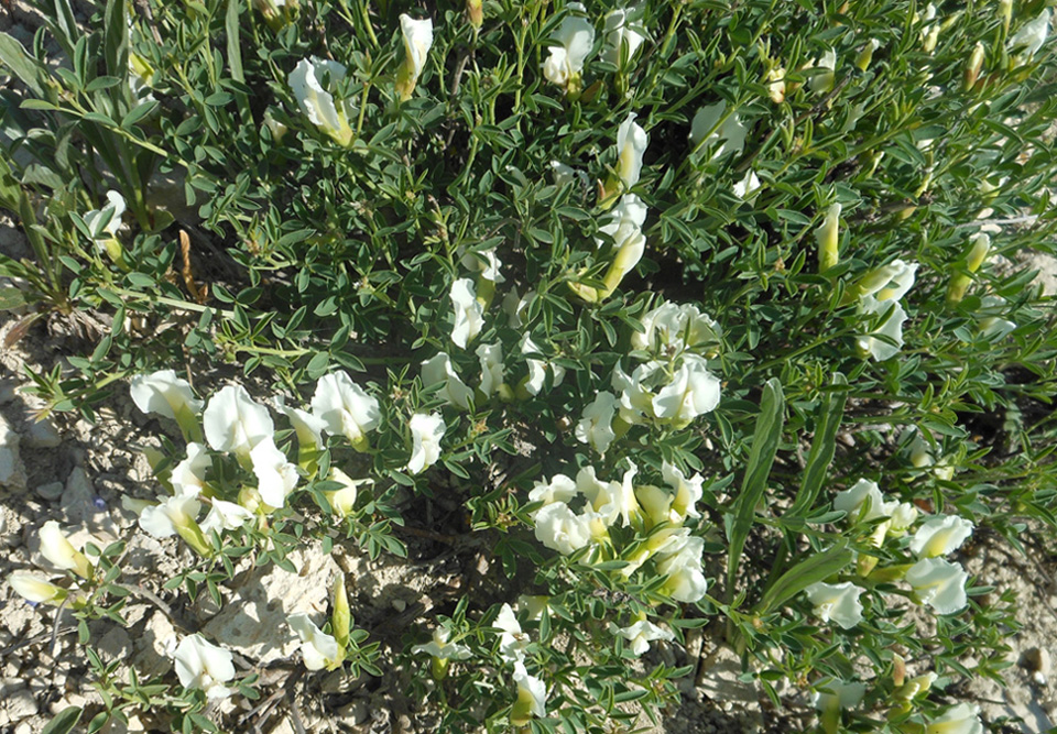 Image of Chamaecytisus graniticus specimen.